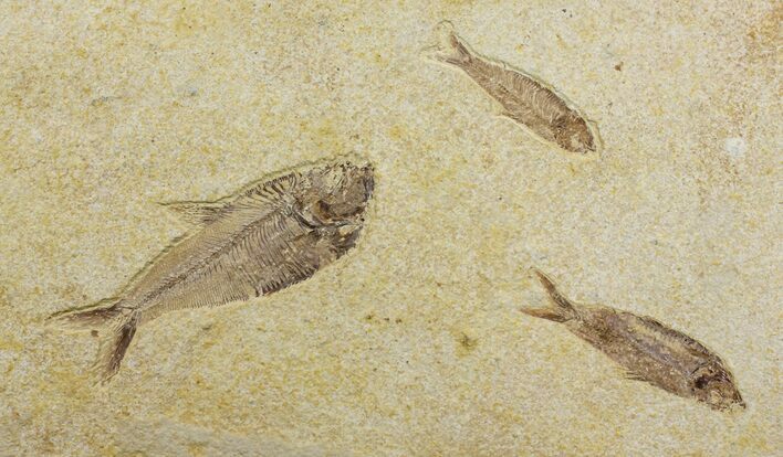 Diplomystus With Knightia Fossil Fish - Wyoming #144183